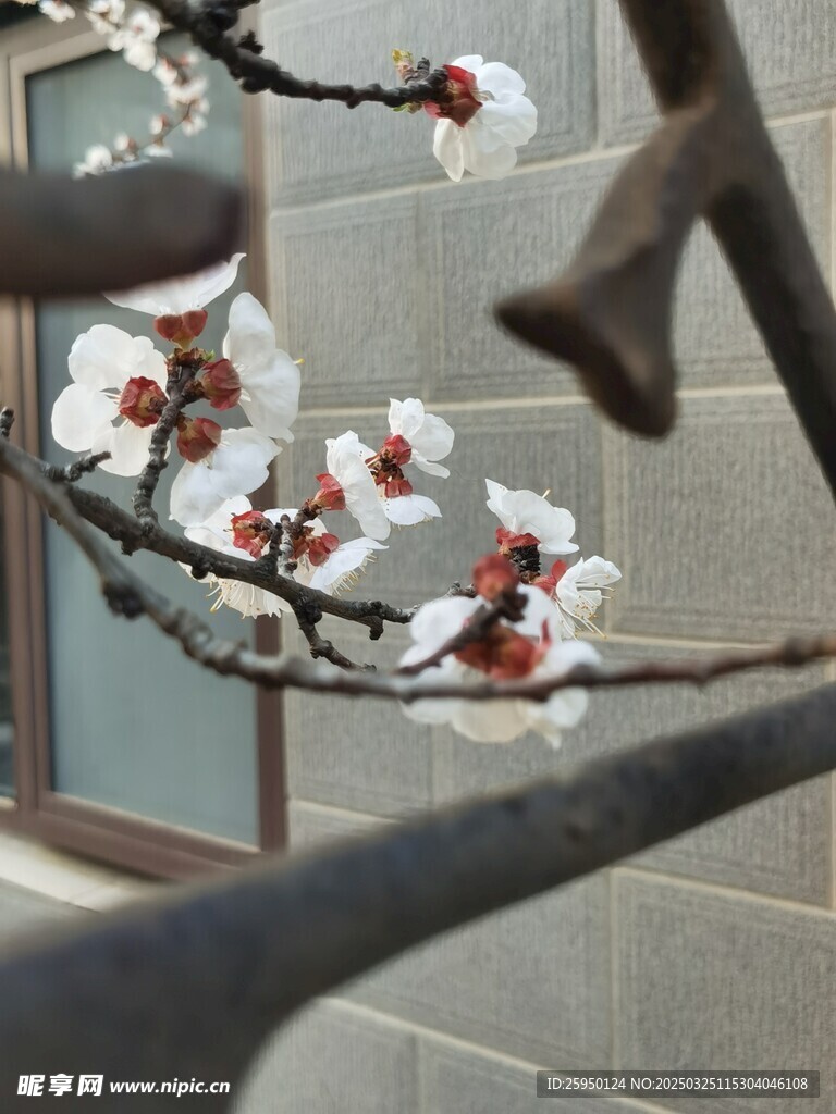 杏花