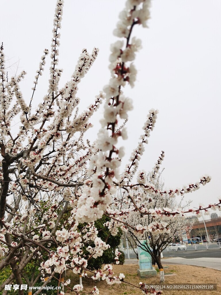 杏花