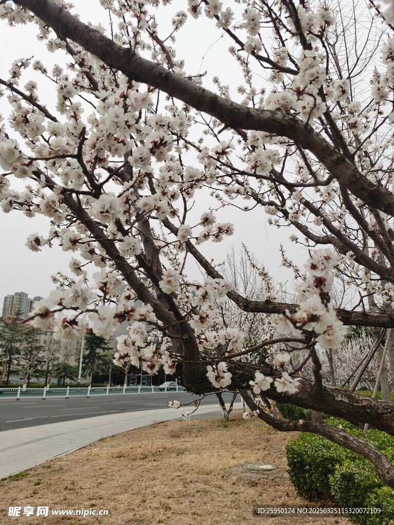 杏花