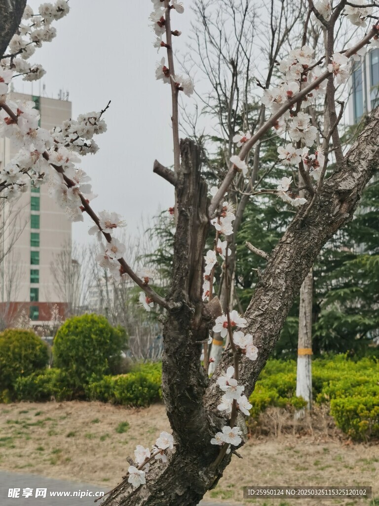 杏花