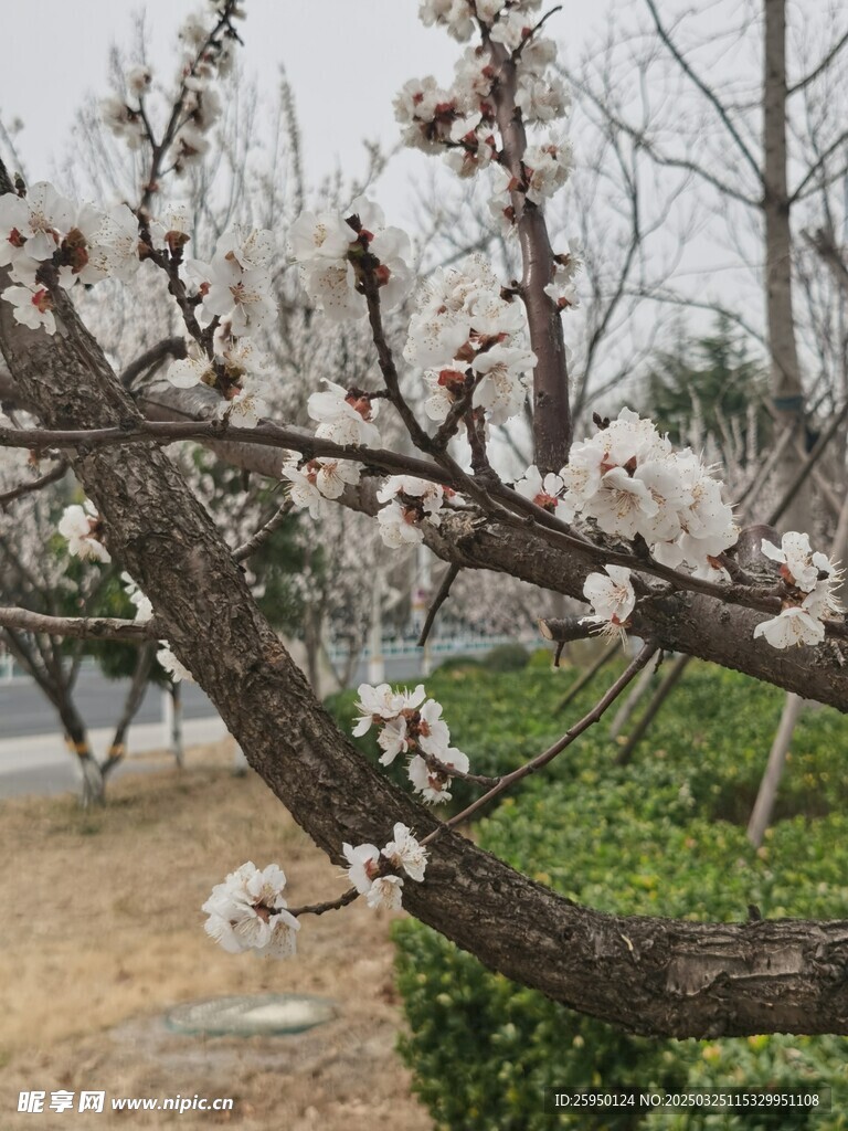 杏花