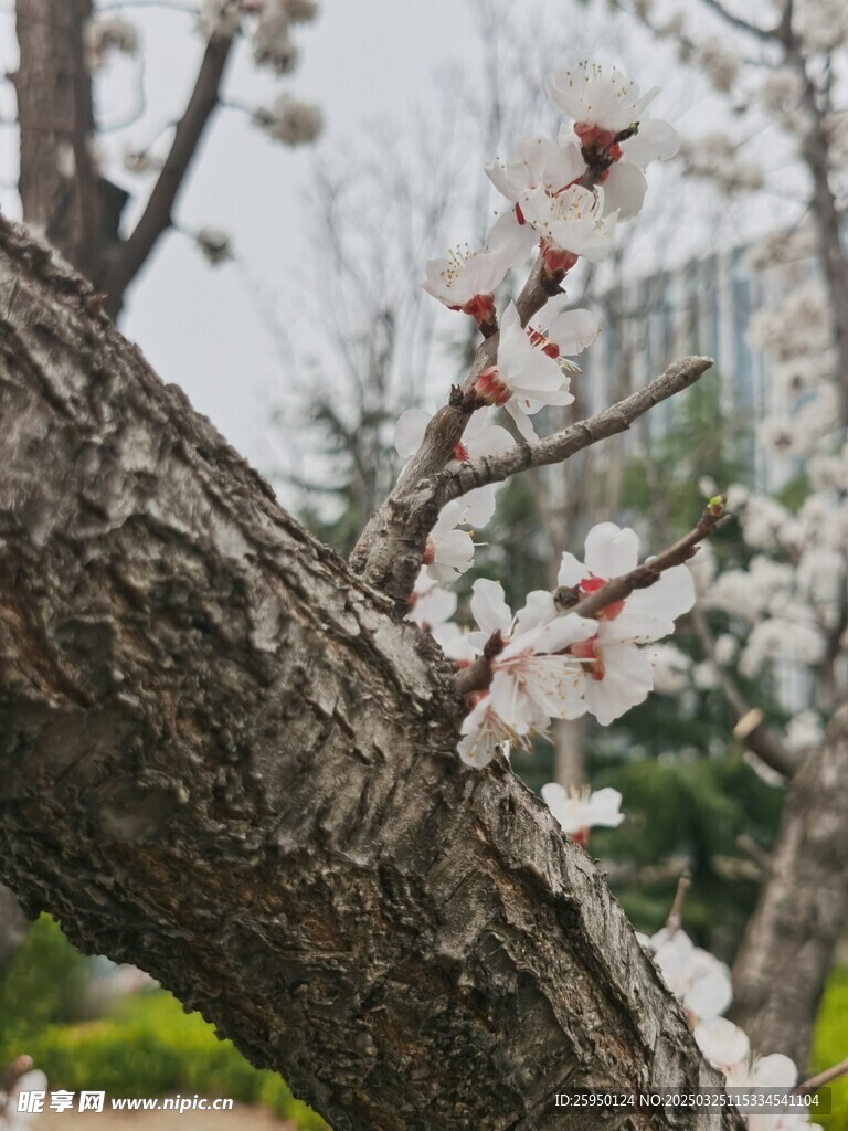 杏花