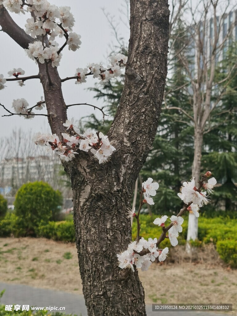 杏花