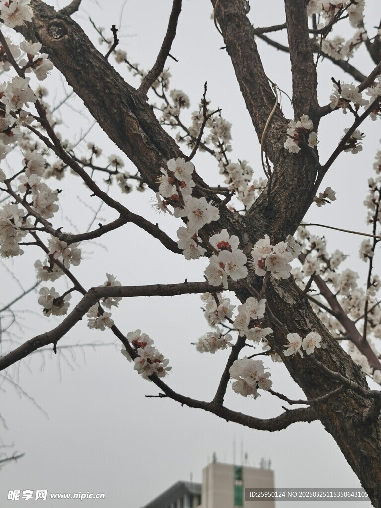 杏花