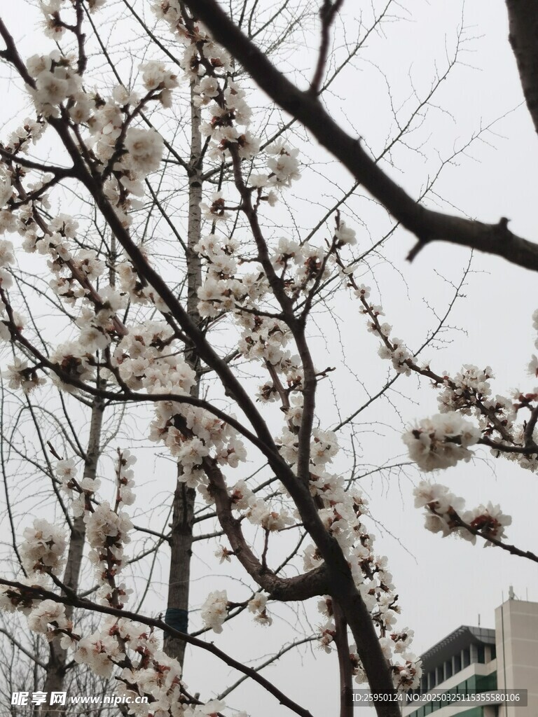 杏花