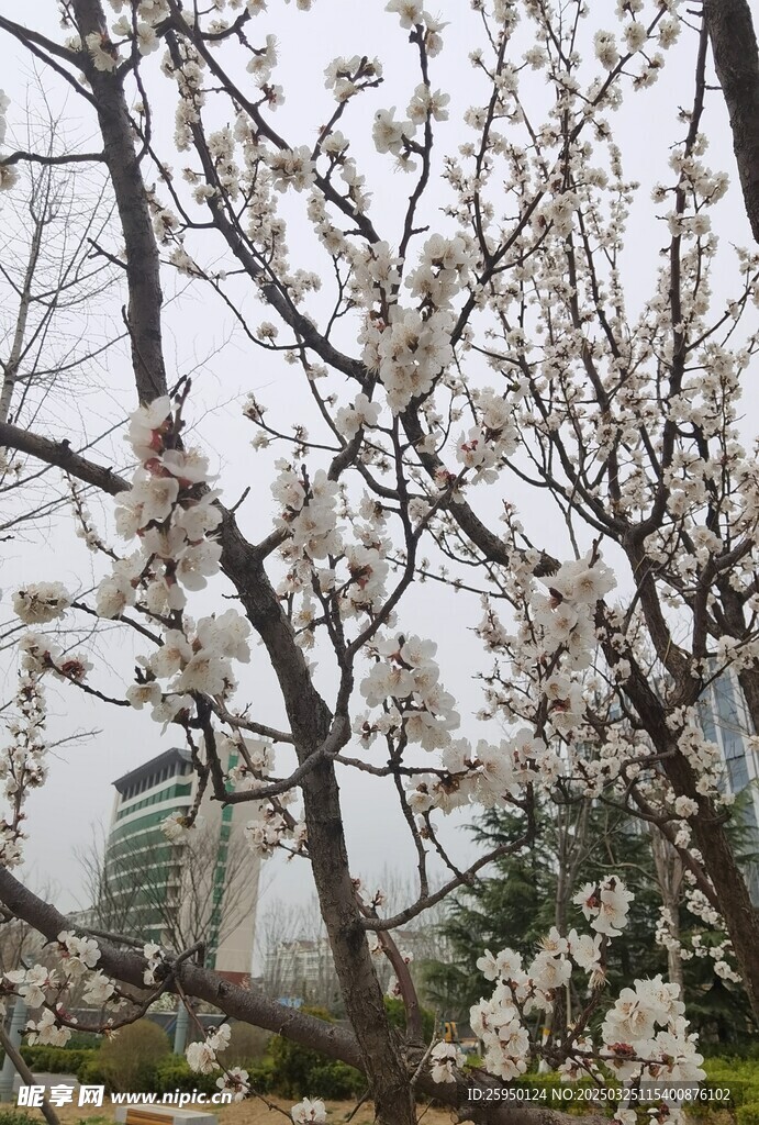 杏花