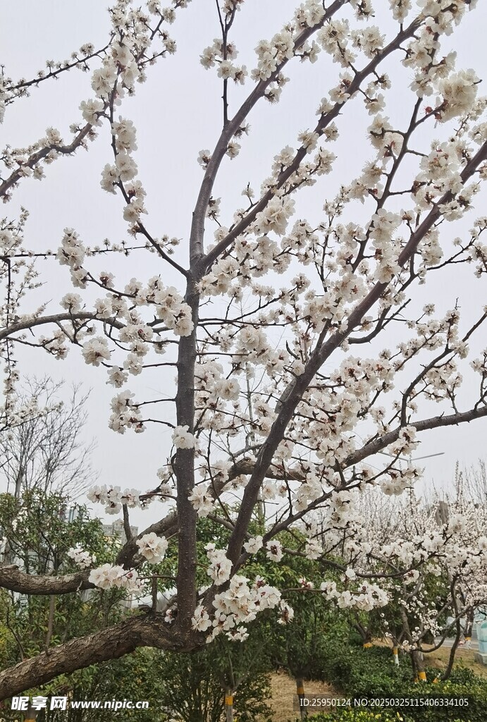 杏花