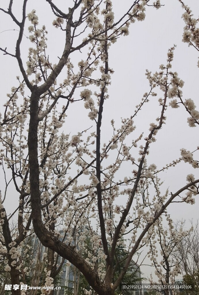 杏花