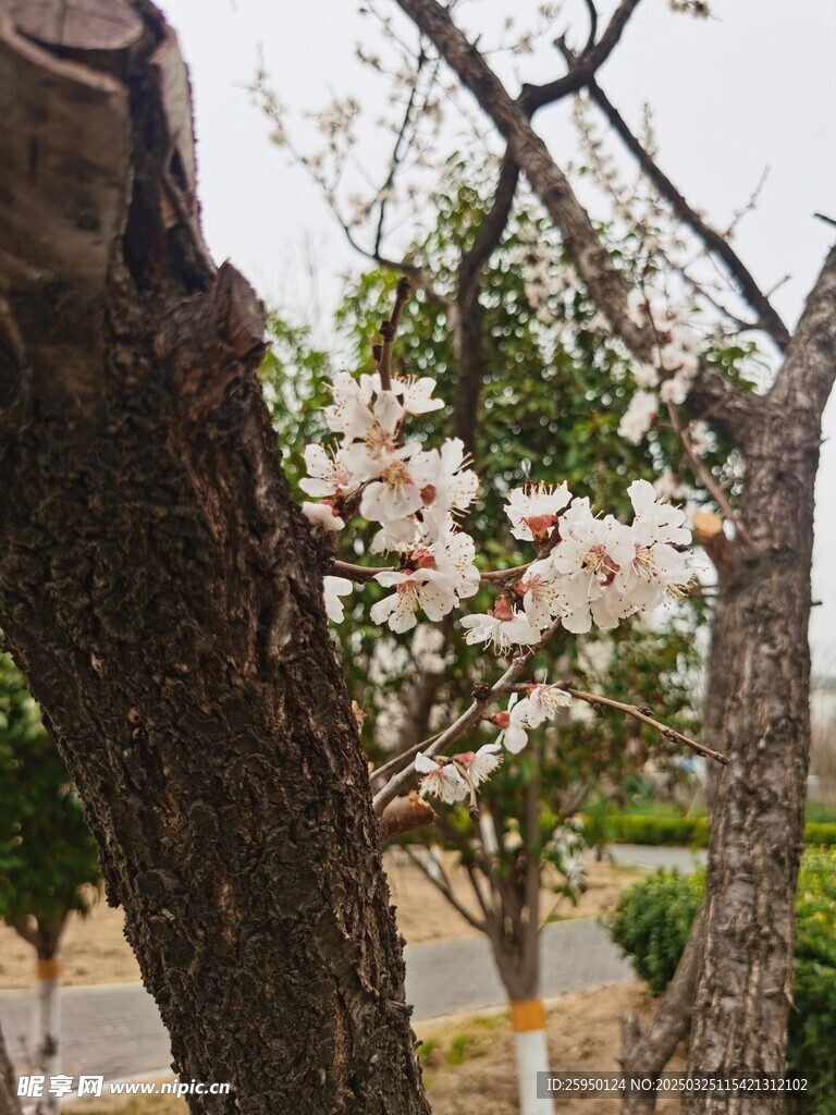 杏花