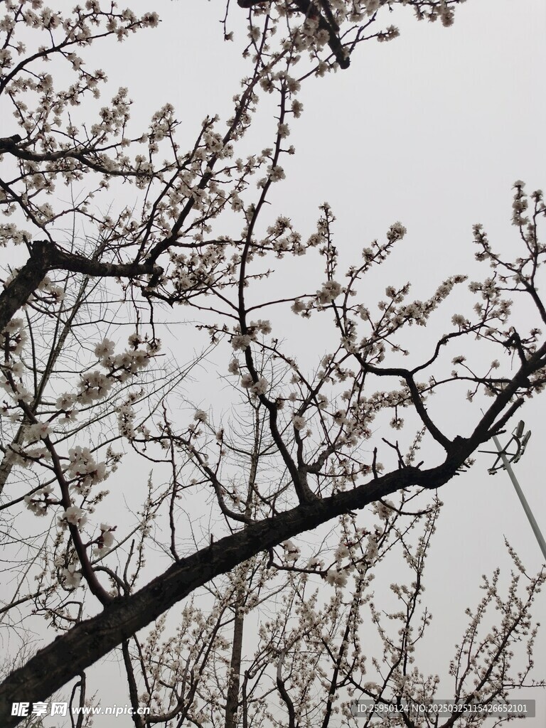 杏花