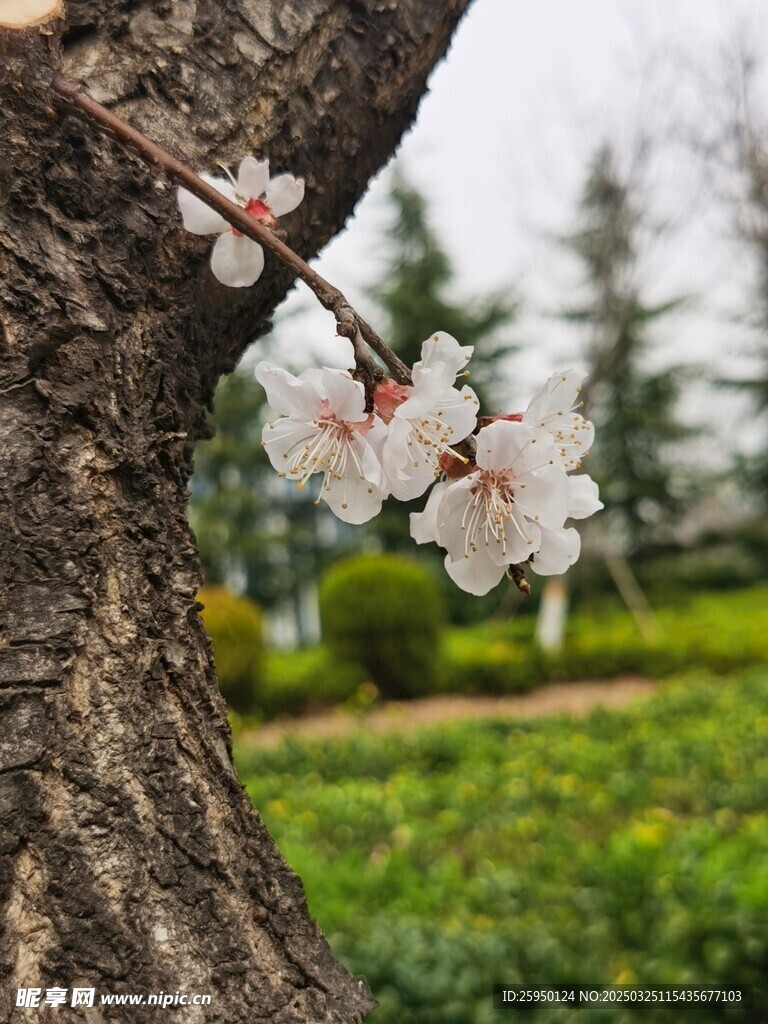 杏花