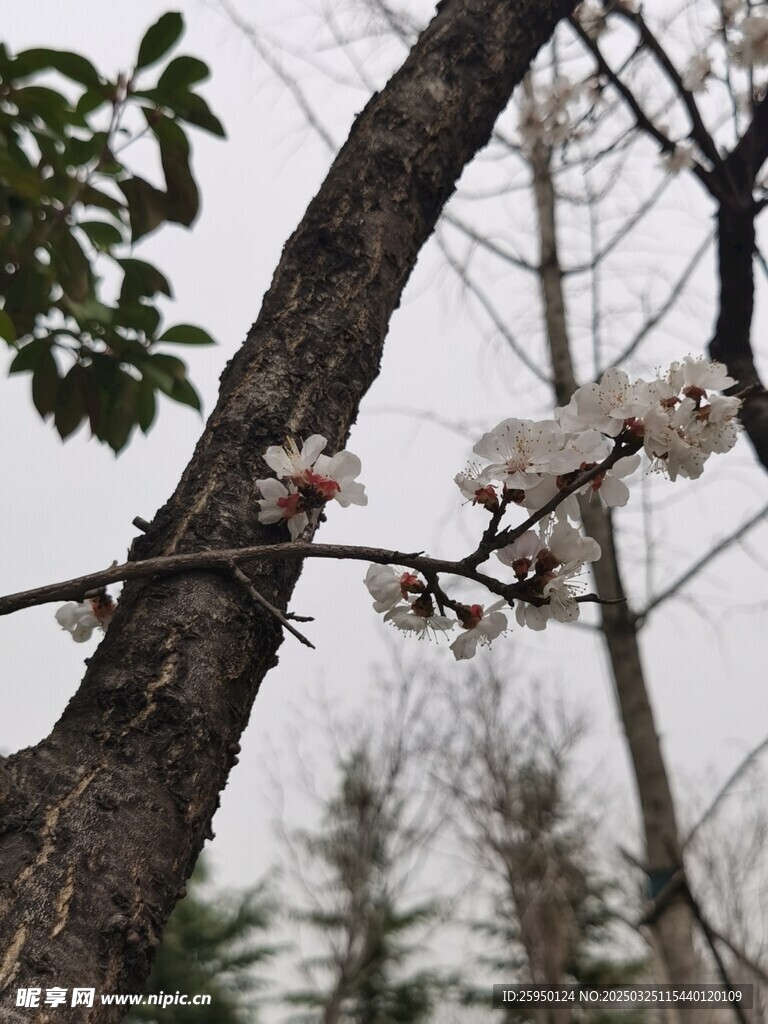 杏花