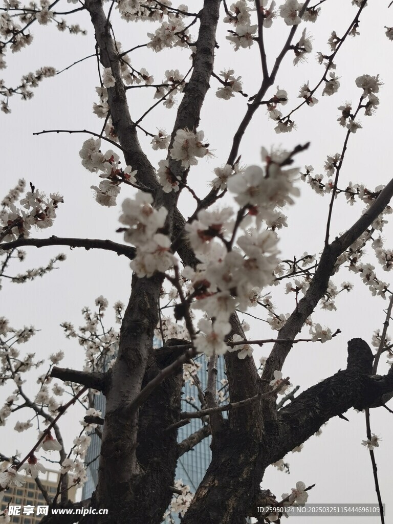 杏花