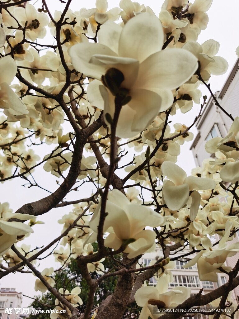 玉兰花