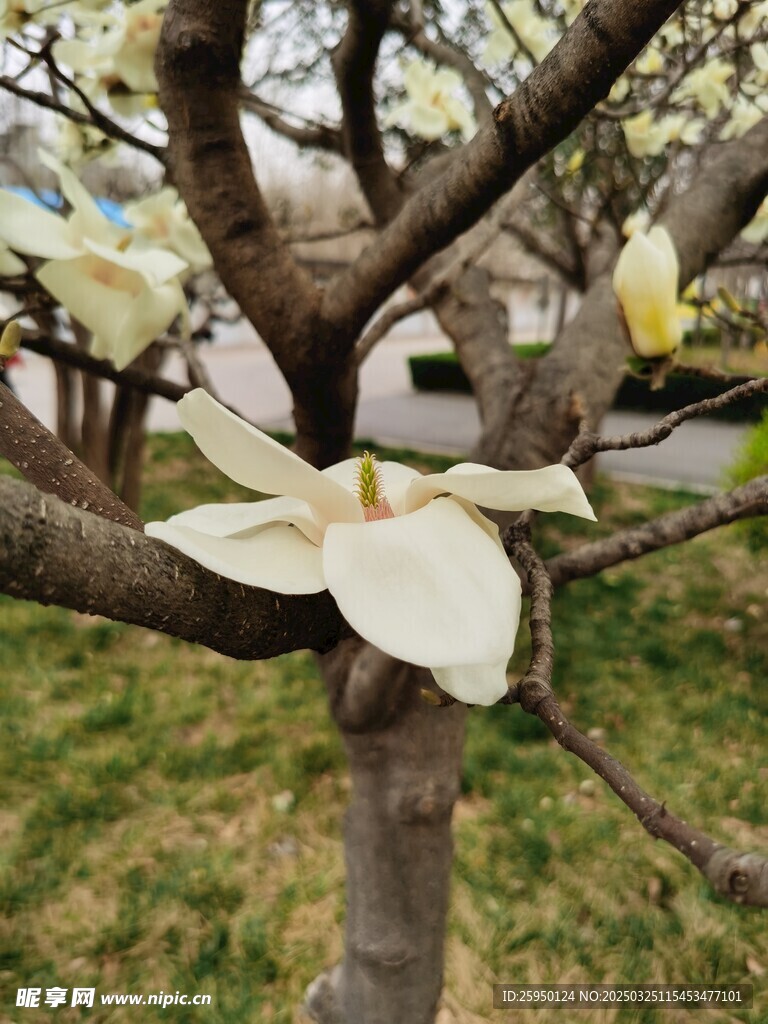 玉兰花