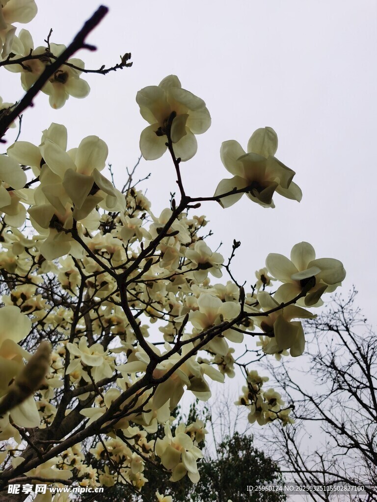 玉兰花