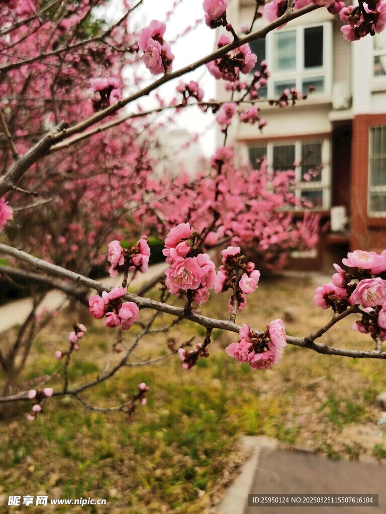 梅花