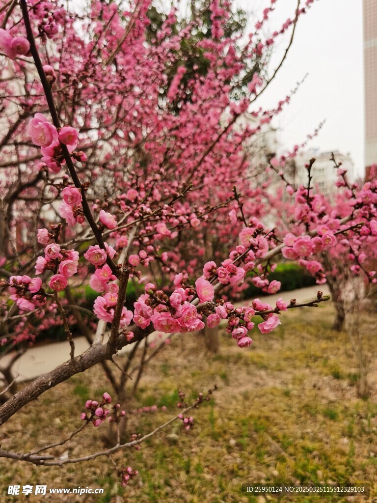 梅花