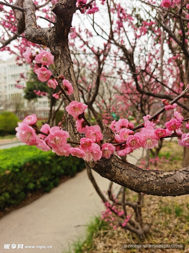 梅花