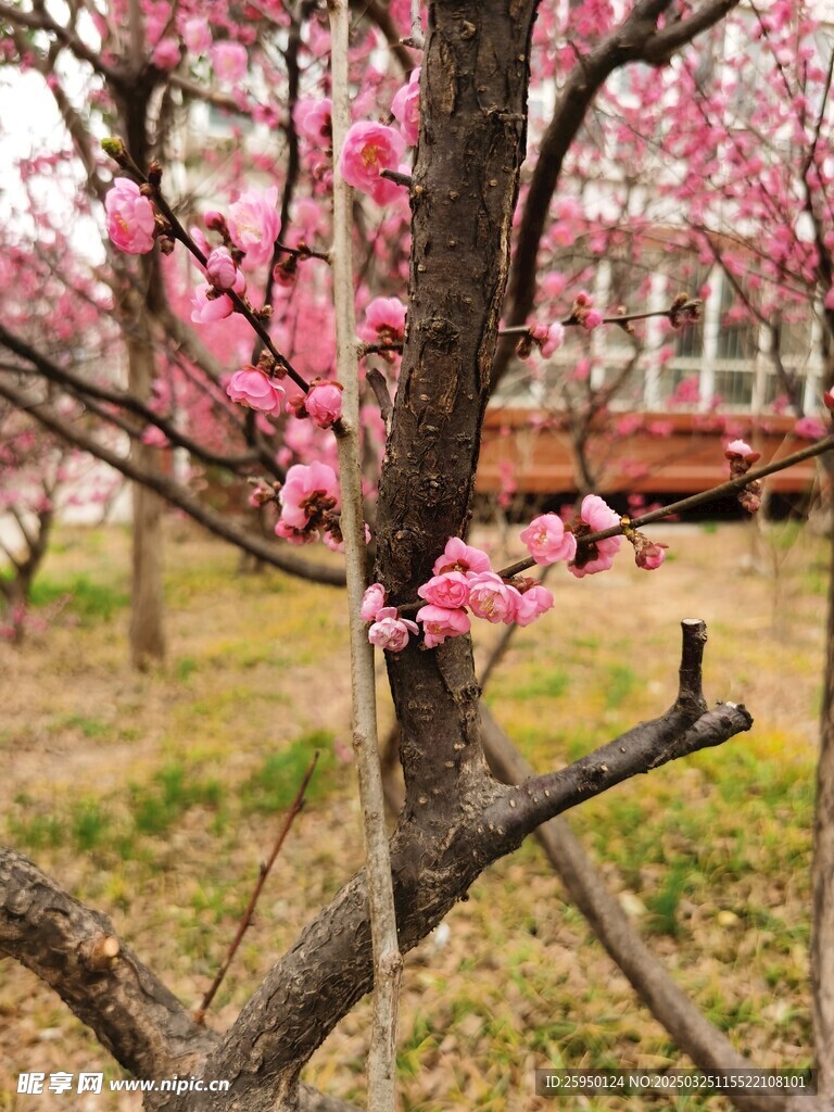 梅花