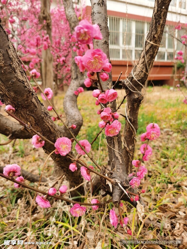 梅花
