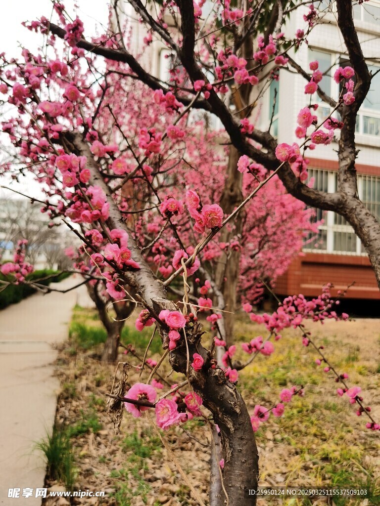 梅花