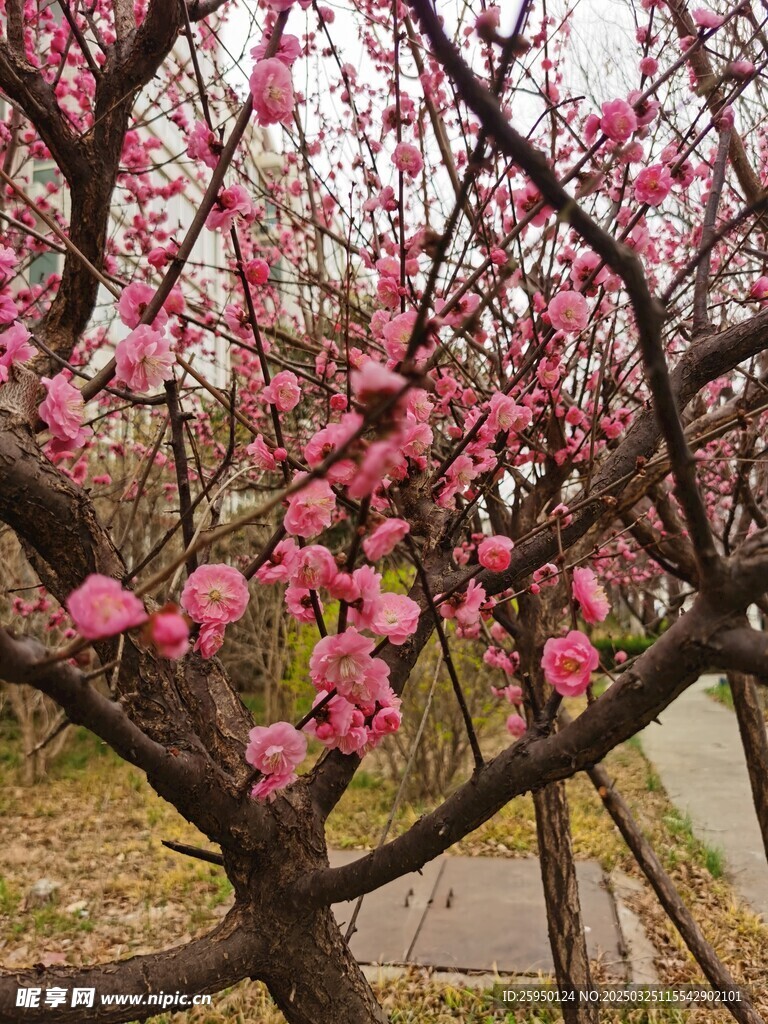 梅花