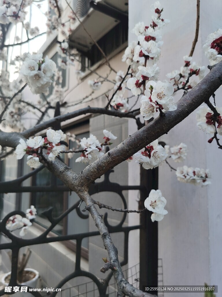 杏花