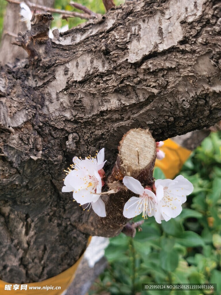 杏花