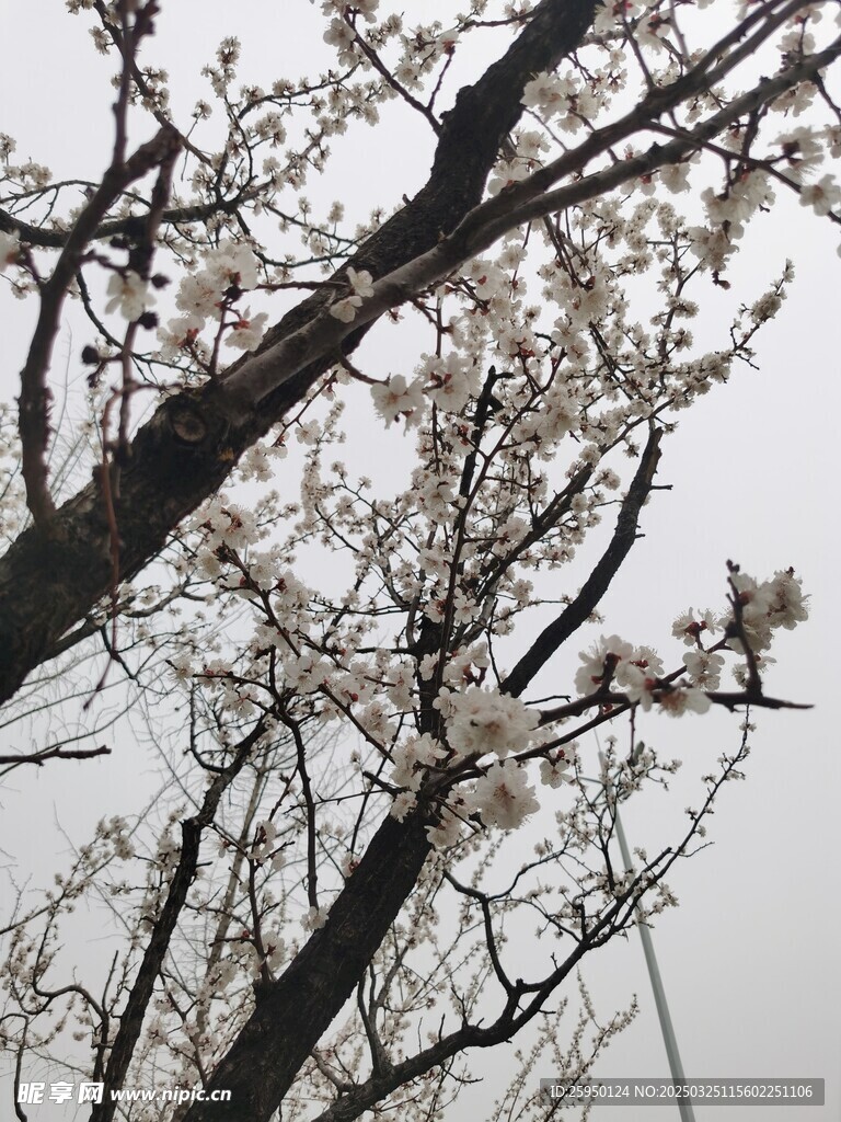 杏花