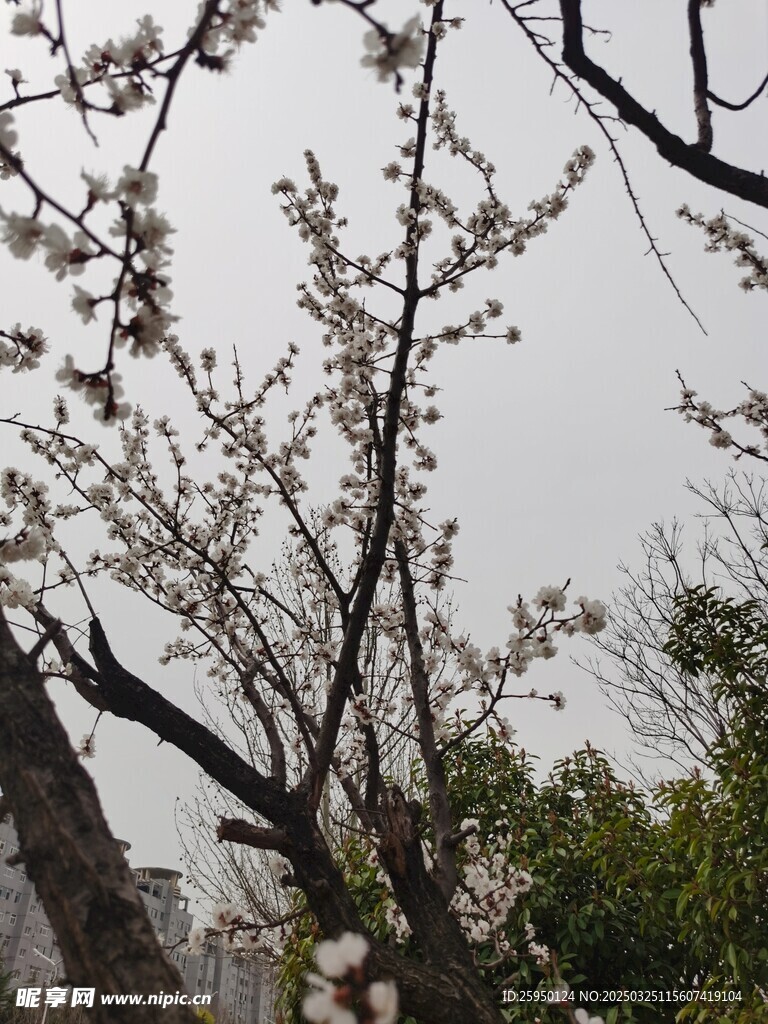 杏花