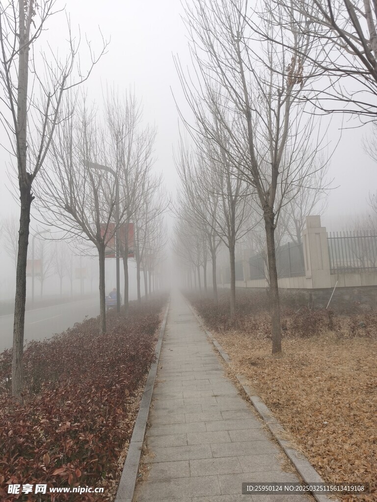 树杆