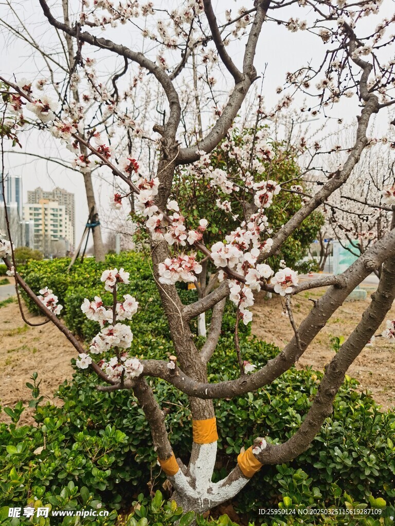 杏花
