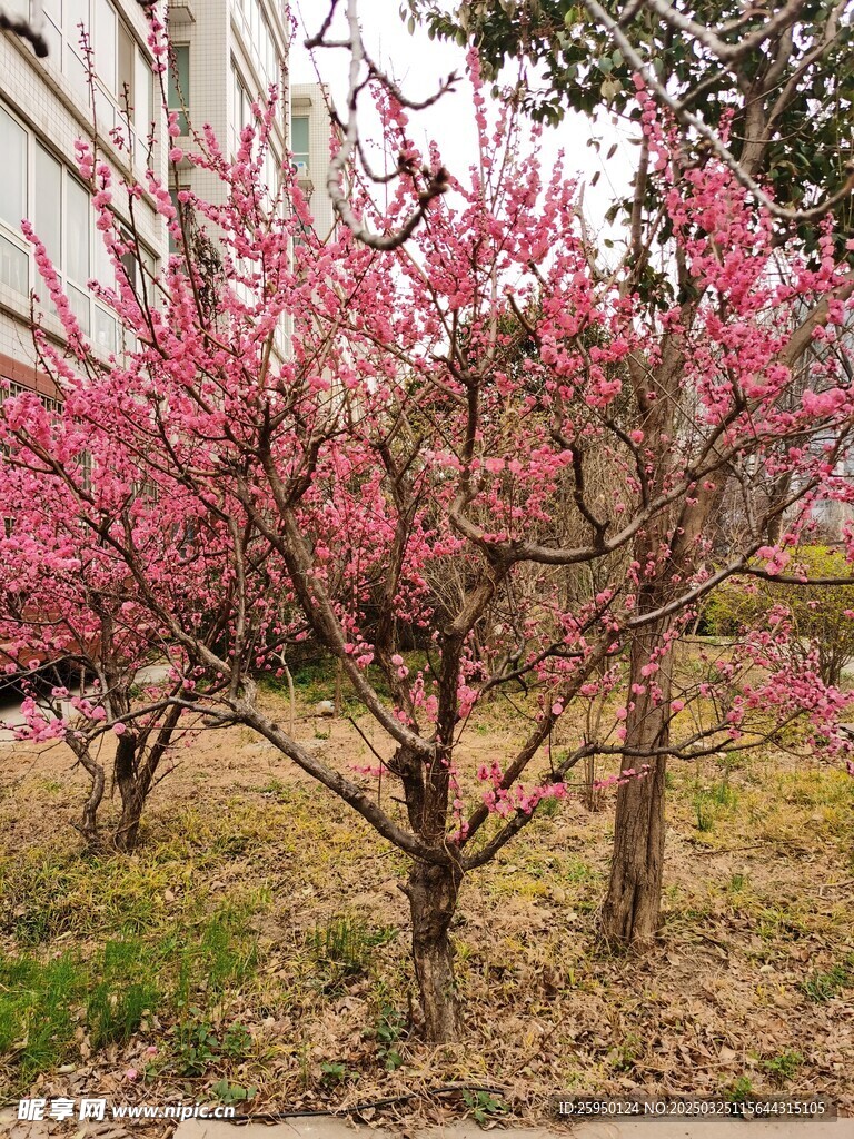 梅花