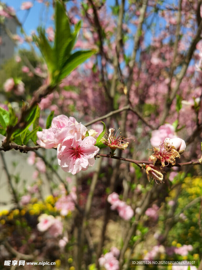 樱花
