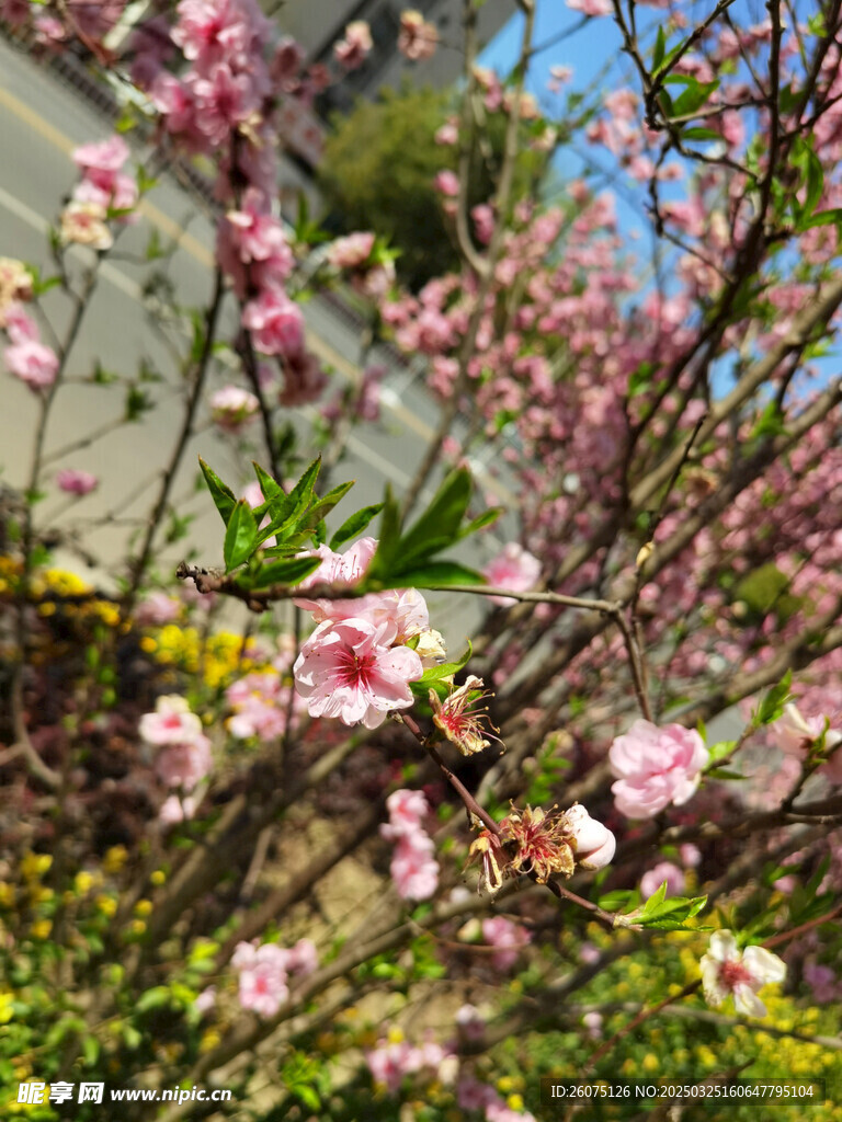 樱花桃花枝