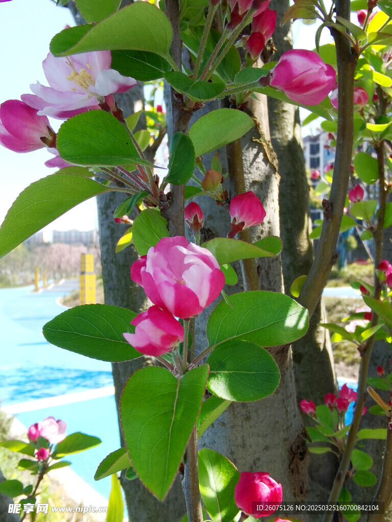 西府海棠