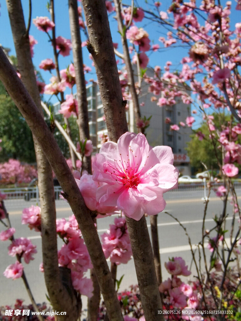 樱花花蕊