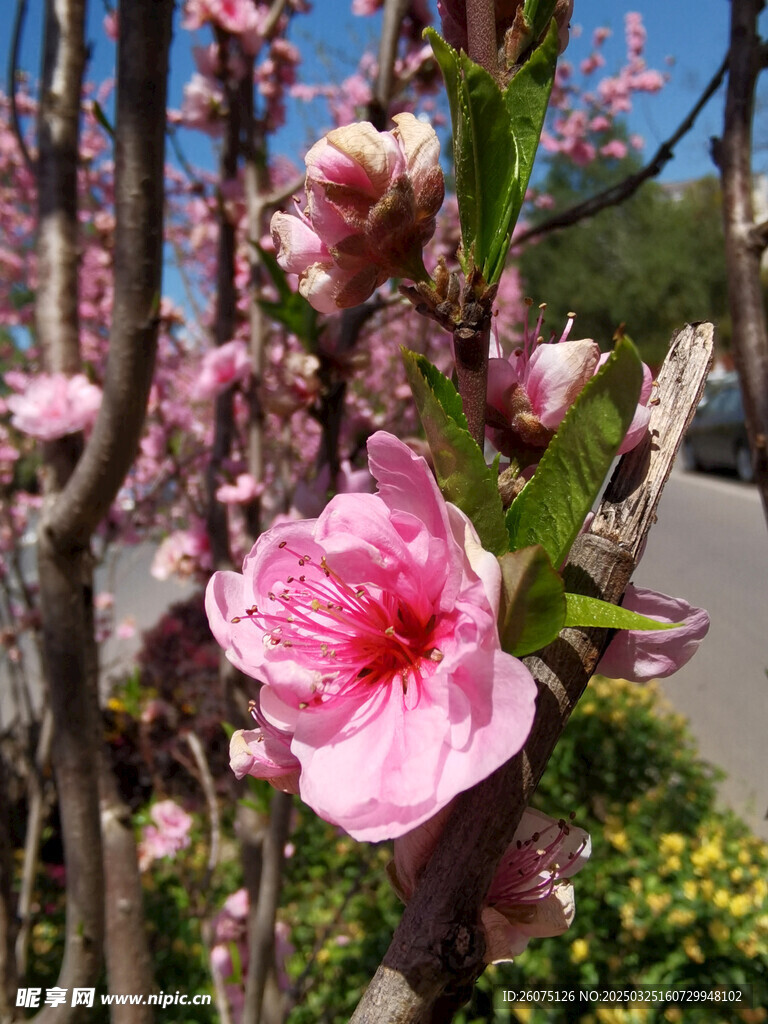樱花桃花