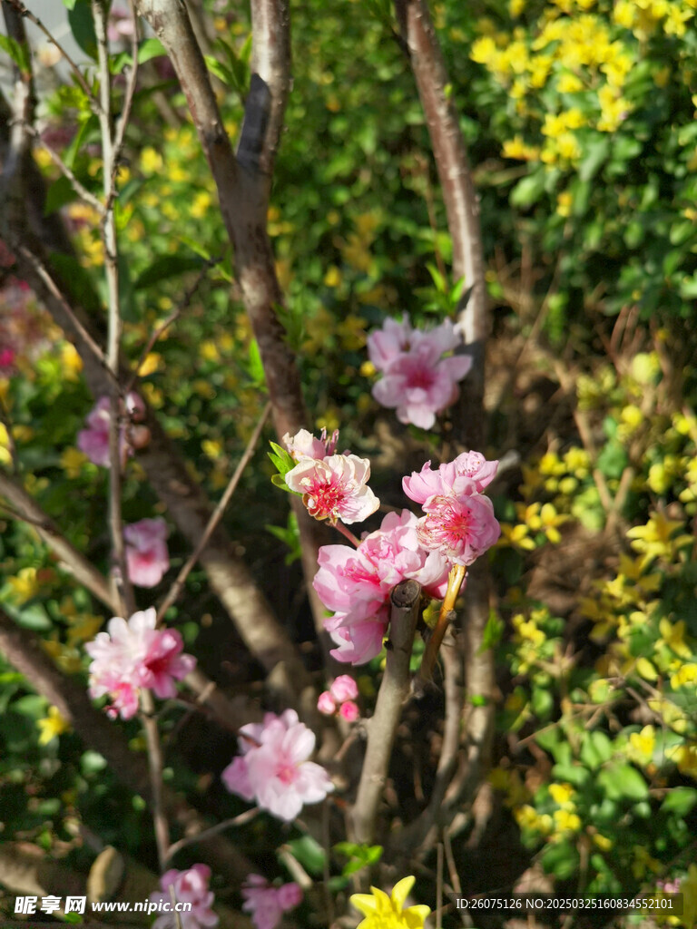 阳光下的樱花