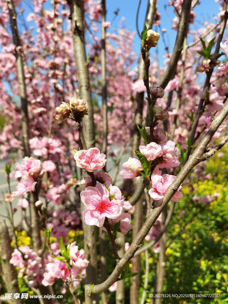 樱花