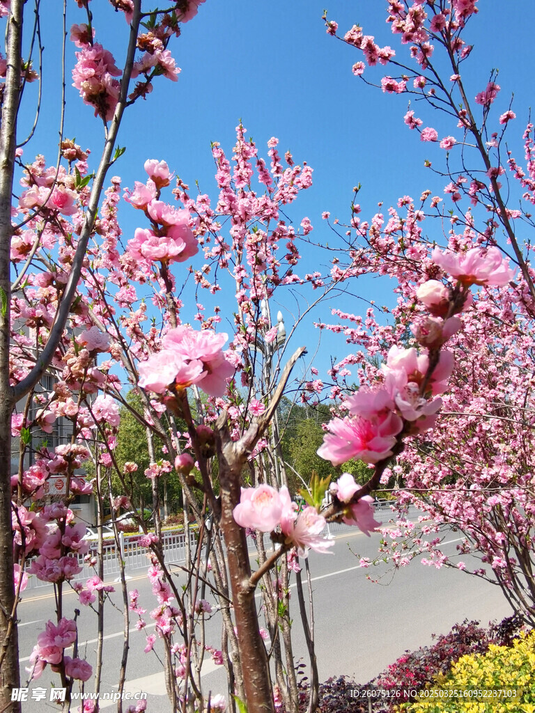 樱花盛开
