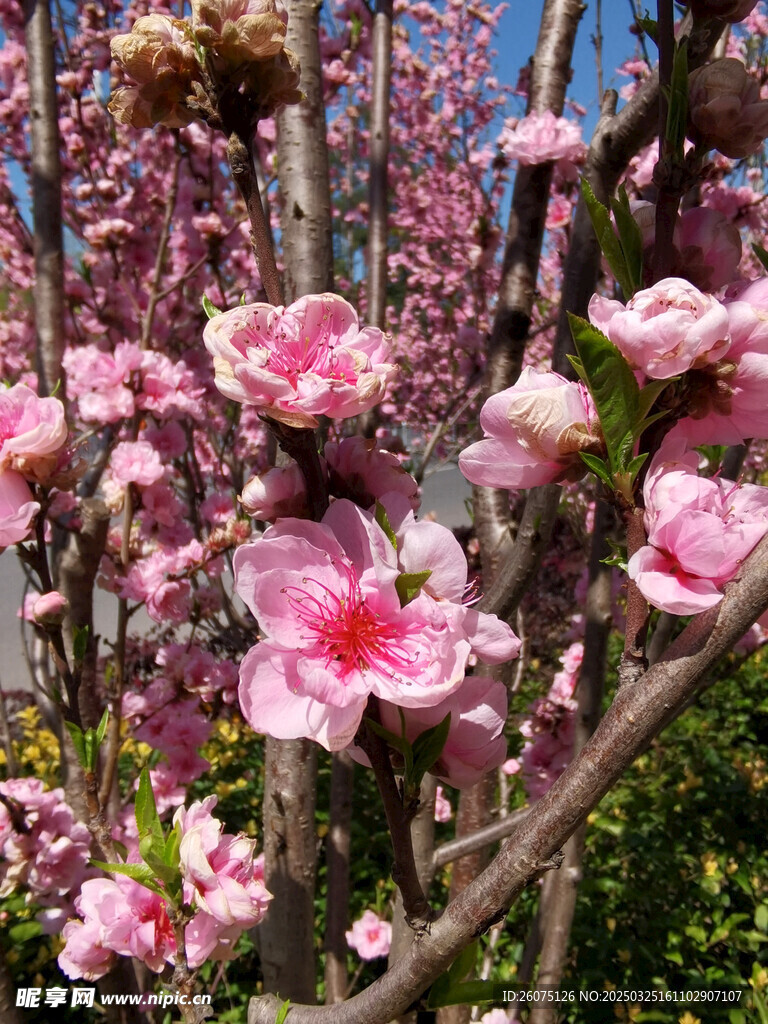 樱花特写