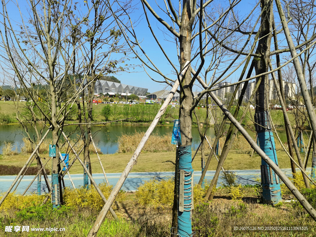 树枝树杈