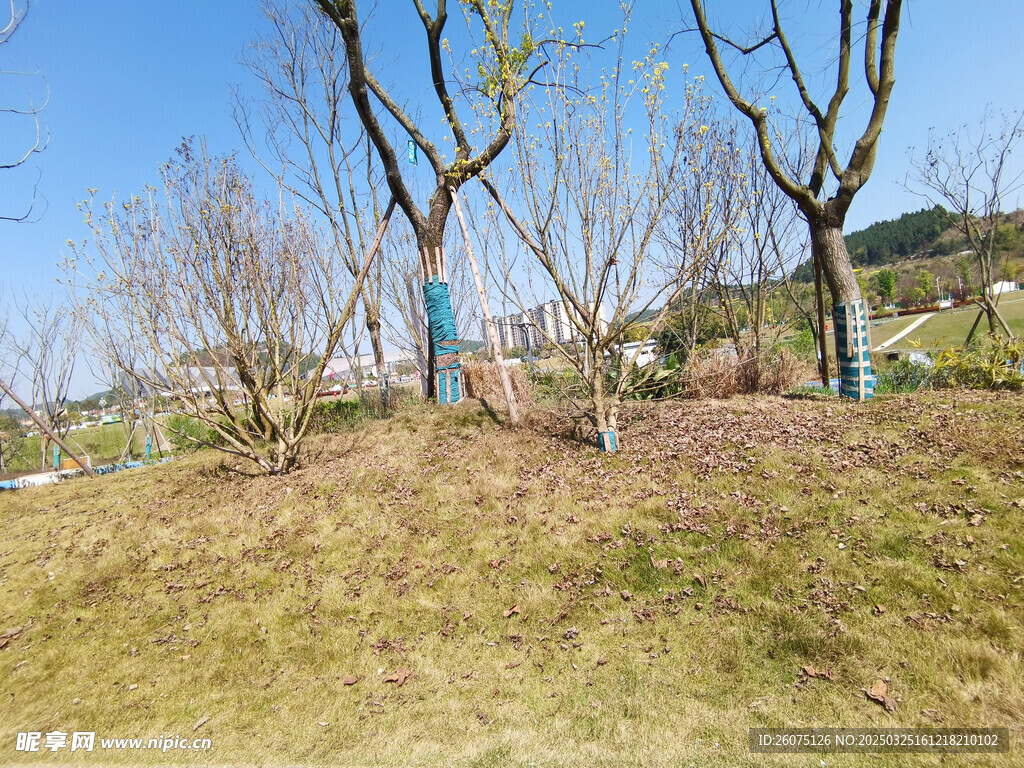 草地草坪