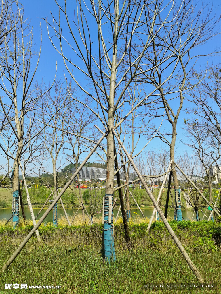 树枝树木