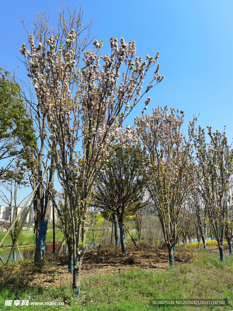 开花树