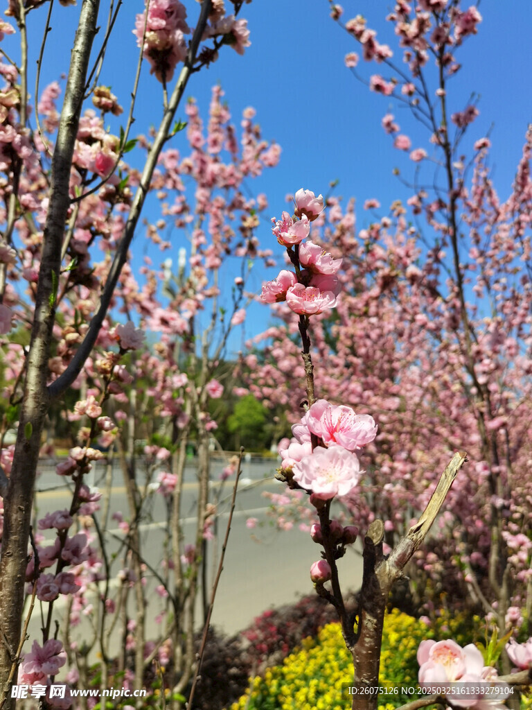 樱花枝