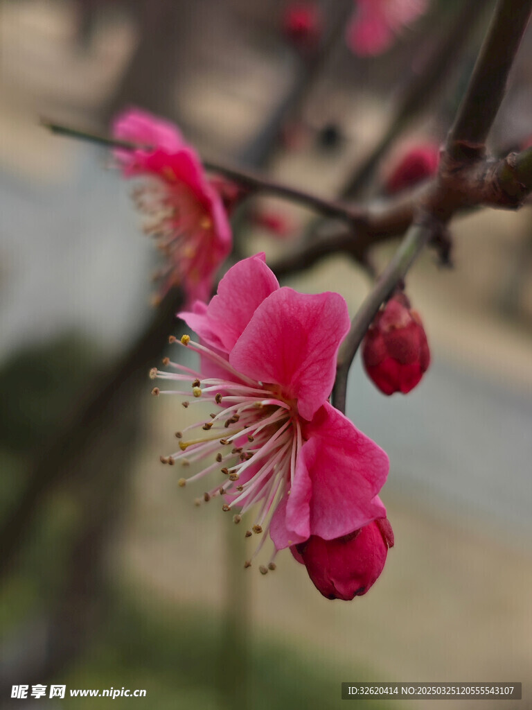 腊梅 梅花