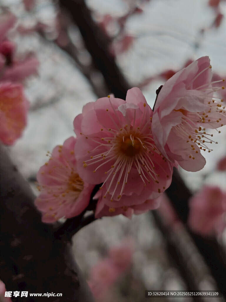 腊梅 梅花